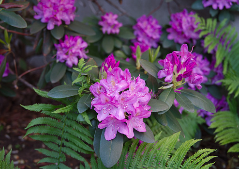 High angle view of a rhododendron flowers in full blossom blooming in purple color surrounded by lush green leaf foliage.