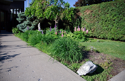 Looking across a flowerbed planted with perennials featuring lush green foliage on some plants, others in full blossom, part of a perennial garden landscape.
