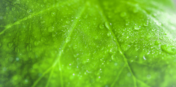 foglia verde con gocce d'acqua - leaf defocused dew focus on foreground foto e immagini stock