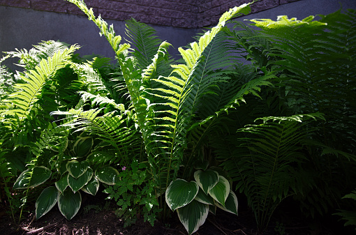 A close-up view of a fern leaf illuminated by bright rays of morning sunlight surrounded by hosta plants.