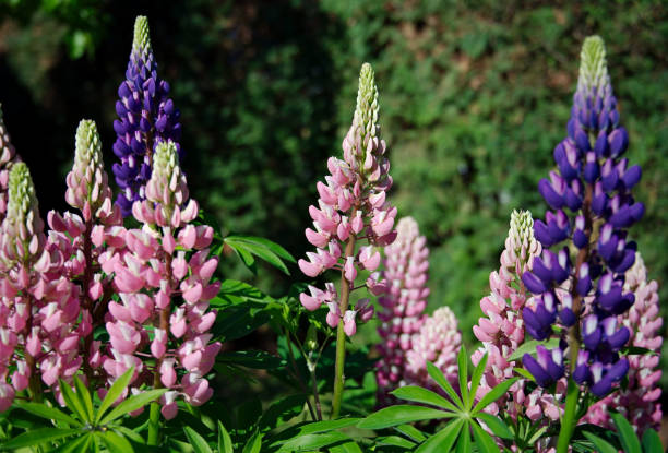 istock Pink Colored Lupine Flower 1405475498