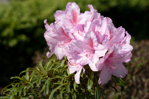 Rhododendron Ponticum Filigree (Rhododendron Ponticum)