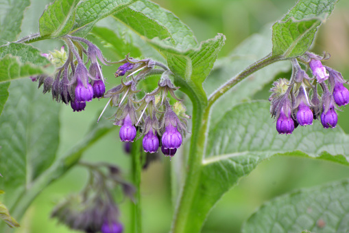 In the meadow, among wild herbs the comfrey (Symphytum officinale) is blooming
