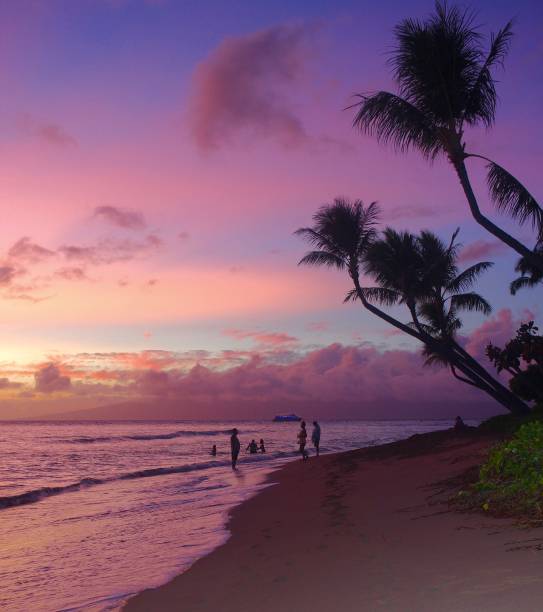 zucchero filato - maui beach palm tree island foto e immagini stock