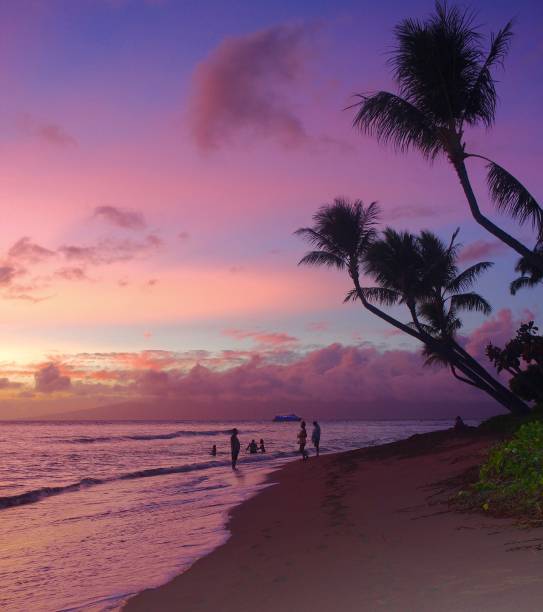솜사탕  - maui beach palm tree island 뉴스 사진 이미지