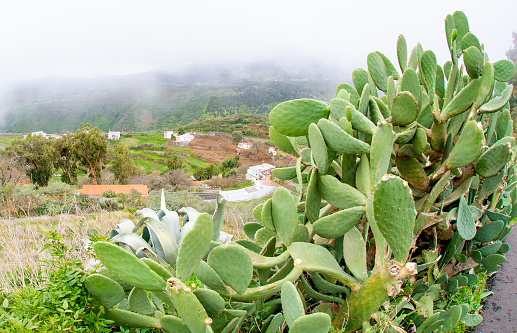 Green cacti on either side of the road in Gran Canaria as you climb to the top of the mountain and enter the clouds