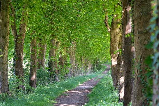 istock Hiking trail, Odenthal, Germany 1405476724