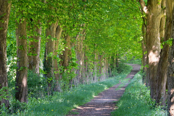istock Hiking trail, Odenthal, Germany 1405476742