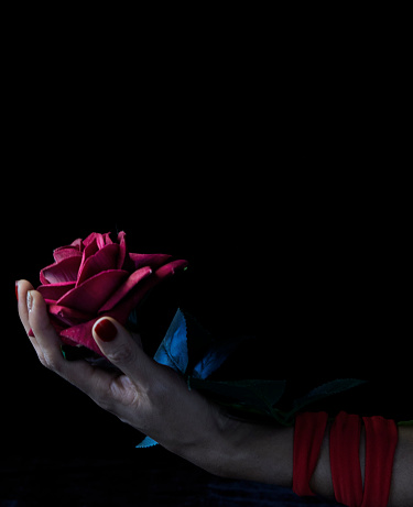 Close up of woman tied hand holding red rose on black background. concept of painful love. Copy space