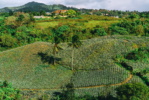 pineapple fields of Tagaytay located in the Philippines