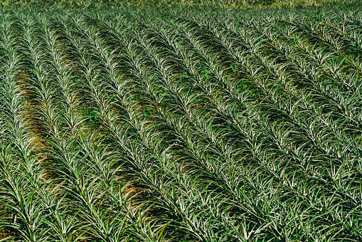 pineapple fields of Tagaytay located in the Philippines