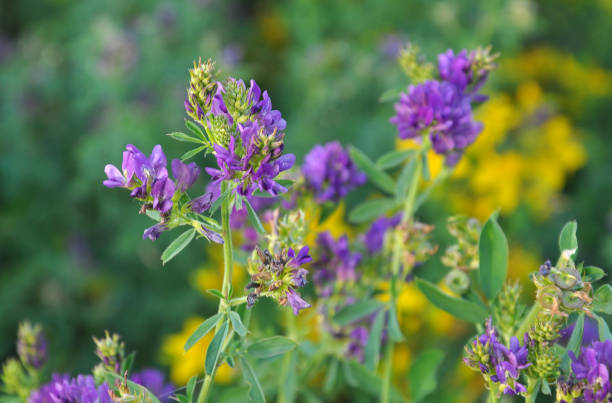 il campo è erba medica in fiore - alfalfa foto e immagini stock