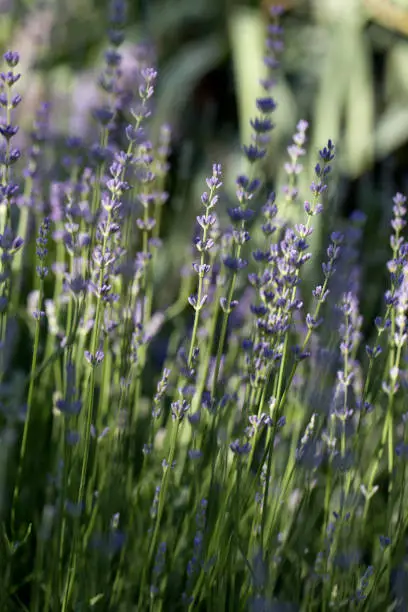 Endless fields of lavender flowers in bloom during summer time. lavender flowers