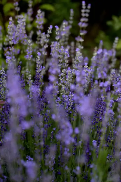 Endless fields of lavender flowers in bloom during summer time. lavender flowers