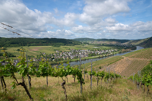 Panoramic image of landscape of Moselle river close to Traben Trarbach, Germany