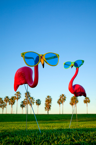 This is a photo of a plastic pink flamingo with sunglasses. The focus is on the flamingo and falls off in the background.
