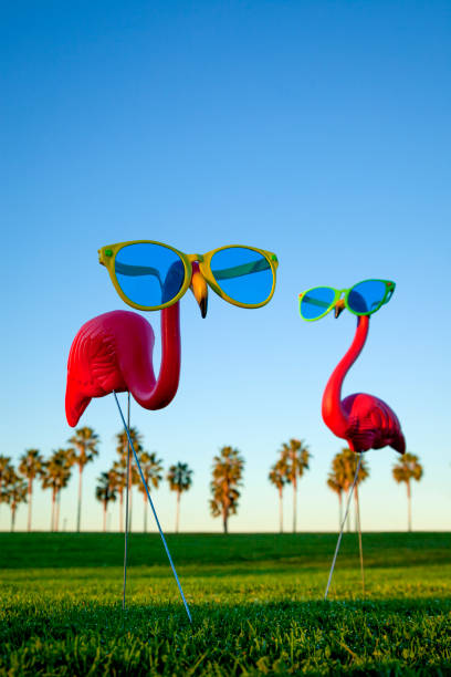 Two Plastic Pink Flamingo on a Green Lawn stock photo This is a photo of a plastic pink flamingo with sunglasses. The focus is on the flamingo and falls off in the background. garden feature stock pictures, royalty-free photos & images