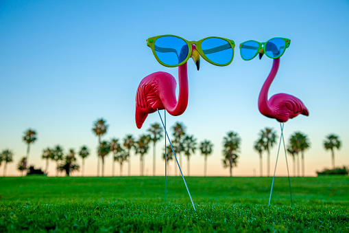 Two Plastic Pink Flamingo on a Green Lawn stock photo
