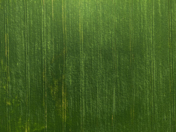 istock Aerial view of grass background texture 1405481167