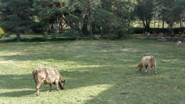 istock cows grazing in the field next to a pine forest 1405482693