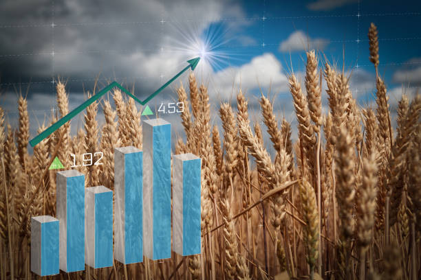 istock Gold wheat field and blue cloudy sky 1405483831