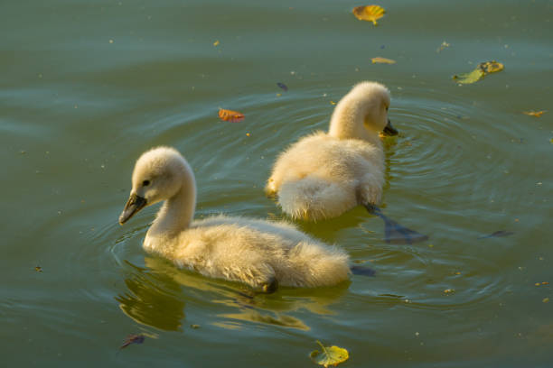 Two cute swan chicks swimming on lake, young waterbirds, reflections on water