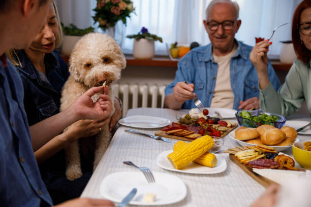 istock Man feeding his dog some cheese during family dinner 1405486070