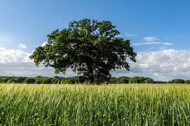 istock A tree in a field of cereal crops, on a sunny summers day 1405486144