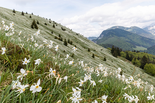 White daffodil flowers on Golica mountain in Karavanke range, Slovenia