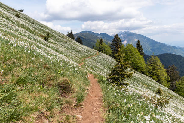 flores de narciso blanco en la montaña golica - cordillera karavanke fotografías e imágenes de stock