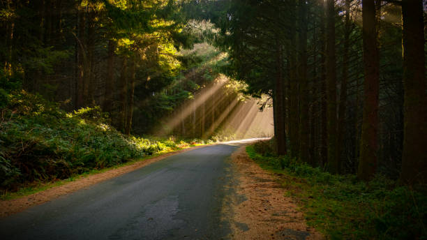 istock Sunbeams on a Small Rural Road 1405486465
