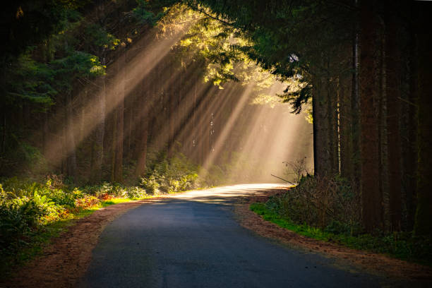 raios de sol em uma pequena estrada rural - treelined forest tree summer - fotografias e filmes do acervo