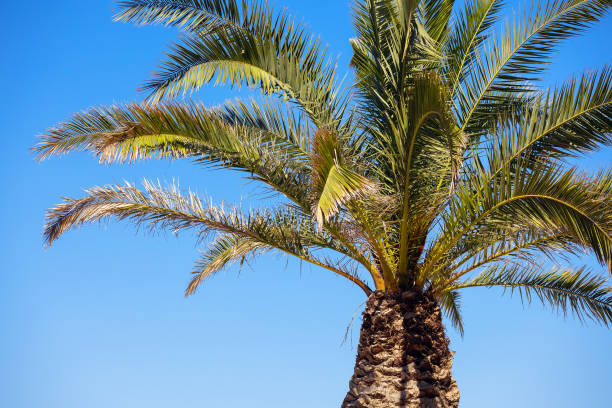 istock Palm trees in the blue sunny sky 1405486662