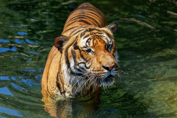 istock a coloured tiger portrait in a park 1405486731