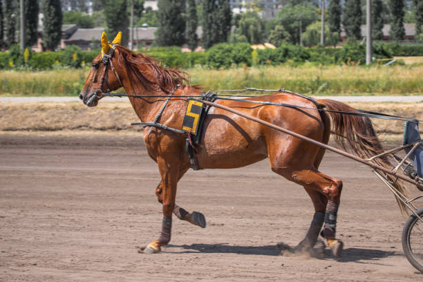istock Graceful horse in harness in profile 1405487412