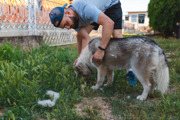 istock Young male brushing his Siberian husky in the backyard since it's shedding 1405487697