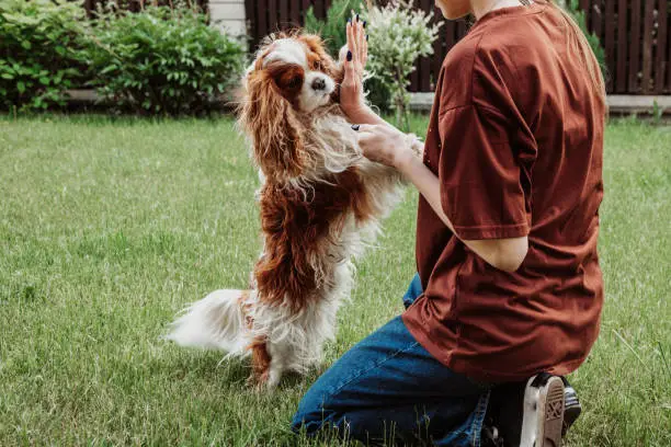 Unrecognizable woman playing and training pure breed dog brown and white Cavalier King Charles spaniel in the green garden or park outdoors. Obedience commands and rules, holding paws in hands.