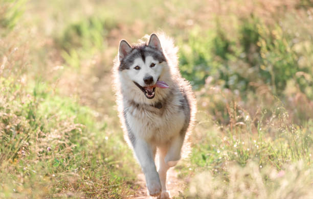 istock Alaskan malamute running on sunny field 1405487797