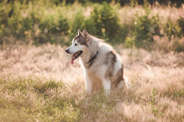 istock Adoarble dog sitting on summer meadow 1405487804