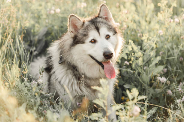 istock Alaskan malamute sitting sideways in grass 1405487810
