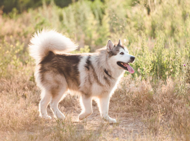 istock Light gray and white Alaskan Malamute 1405487817