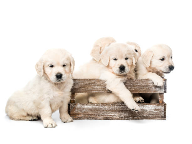 istock Five golden retriever puppies together isolated 1405487872