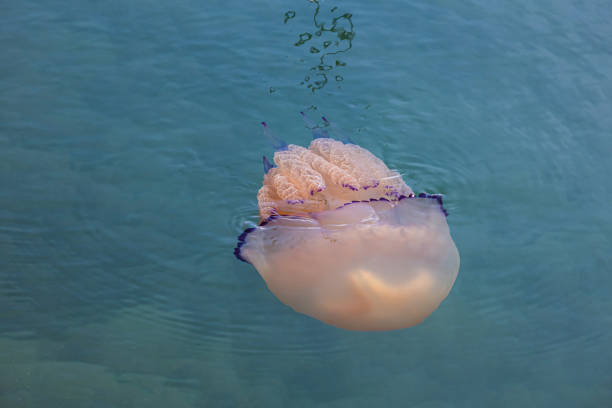 istock Jellyfish underwater at sea 1405489118
