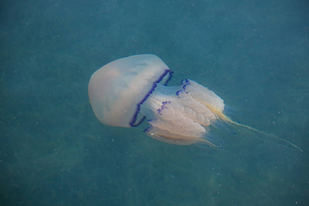 istock Jellyfish underwater at sea 1405489124