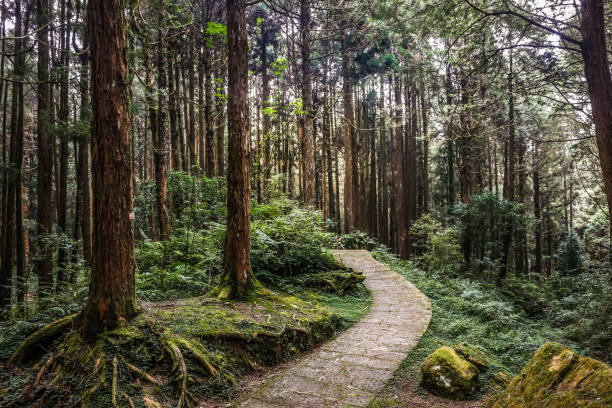istock Alishan National Forest Recreation Area in Taiwan 1405489213