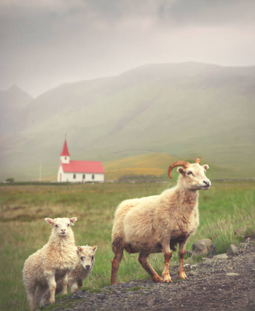 아이슬랜딕양 - icelandic sheep 뉴스 사진 이미지