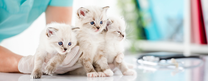 Three adorable ragdoll kittens with beautiful blue eyes at vet clinic with doctor. Woman veterinarian holding cute purebred fluffy kitty cats during medical care procedures