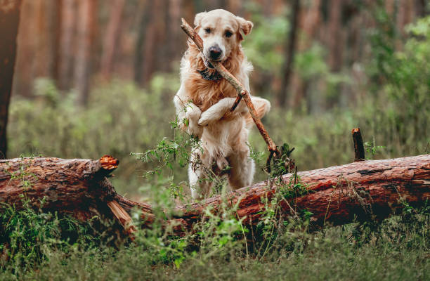 istock Golden retriever dog in the forest 1405490391