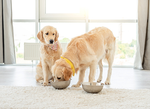 Golden retriever eating from another dog's bowl in light interior