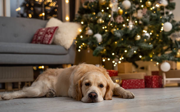 istock Golden retriever dog under christmas tree 1405490447